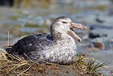 Riesensturmvogel auf dem Nest