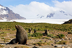 Robben vor dem Gletscher