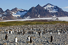 Pinguine und eine Traumlandschaft