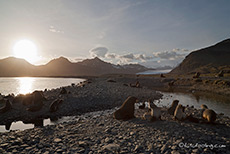 Sonnenaufgang bei den Pinguinen und Robben