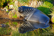 neugieriger See-Elefant