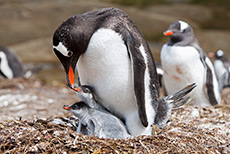 zwei Junge sind in jedem Nest