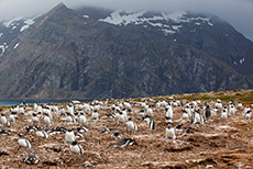 hier oben brten die Eselspinguine