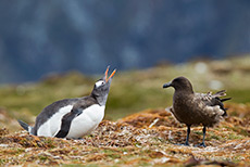 Skua Angriff