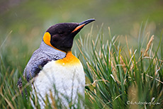 Knigspinguin im Regen