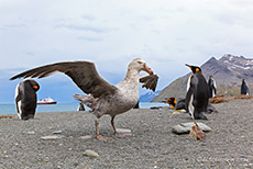 Riesensturmvogel