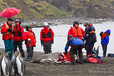 See-Elefanten belagern unsere Schwimmwesten