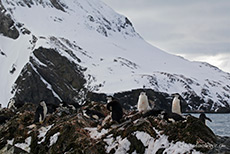 Zgelpinguine auf den Felsen