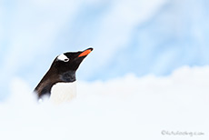 Eselspinguin im Schnee