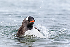 auch bei den Pinguinen ist baden angesagt
