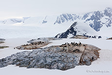 Adelie Pinguine brten auf den Felsen