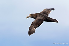 Junger Riesensturmvogel