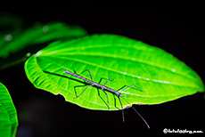 Stabheuschrecke im Licht der Taschenlampe