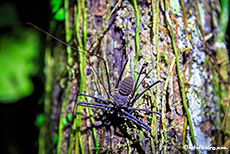 Skorpionspinne an einem Baum