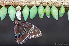 frisch geschlüpfter Schmetterling