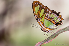 Schmetterling