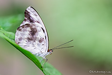 Schmetterling