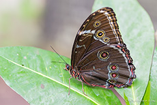 Schmetterling