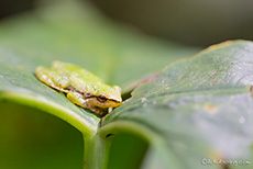 kleiner Baumfrosch