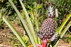 so sieht frische Ananas aus