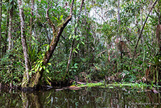 Unterwegs auf dem Orchideen Creek