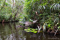 Unterwegs auf dem Orchideen Creek