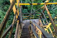 Auf einer Holztreppe geht es an dem Baum hoch