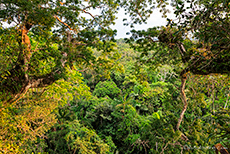 Aussicht aus dem Baumwipfel eines Kapokbaumes