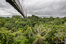 Hängebrücke über dem Urwald