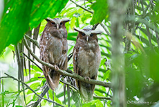 Haubenkauz (Lophostrix cristata) Paar