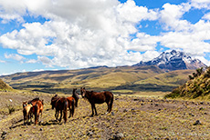 Wildpferde im Cotopaxi Nationalpark