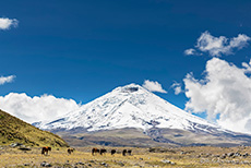 Wildpferde vor dem Vulkan Cotopaxi