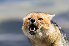 Andenfuchs, Cotopaxi Nationalpark