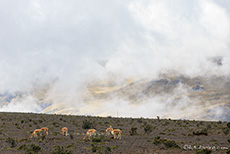 Friedlich grasen die Vikunjas an den Hängen des Chimborazo