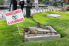 Leguanpark (Parque Seminario) mitten in der Stadt, Guayaquil