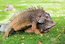 Grüne Leguane bei der Paarung im Leguanpark (Parque Seminario), Guayaquil