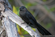 Glattschnabelani (Crotophaga ani), Smooth-billed ani, Santa Cruz, Galapagos Inseln