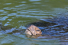 Schwarze Suppenschildkröte (Chelonia agassizii), Galpagos green turtle, Santa Cruz, Galapagos Inseln