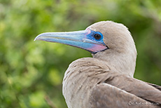 Rotfußtölpel-Portrait (Sula sula), Braune Morphe, en: Red-footed booby, Darwin Bay, Insel Genovesa, Galapagos Inseln