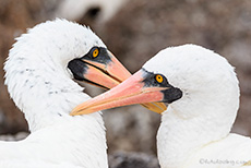 Nazcatölpel beim Schmusen (Sula granti), Nazca booby, Darwin Bay, Insel Genovesa, Galapagos Inseln