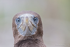 Der braune Tölpel kann das auch - Nazcatölpel (Sula granti), Nazca booby, Jungtier, Darwin Bay, Insel Genovesa, Galapagos Inseln