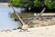 Nazcatölpel (Sula granti), Nazca booby, Jungtier bei Flugübungen, Darwin Bay, Insel Genovesa, Galapagos Inseln