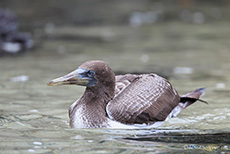 Nazcatölpel (Sula granti), Nazca booby, Jungtier, Darwin Bay, Insel Genovesa, Galapagos Inseln