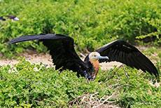 Bindenfregattvogel, Jungvogel im Nest (Fregata minor), Great frigatebird, Darwin Bay, Insel Genovesa, Galapagos Inseln