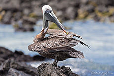 Brauner Pelikan (Pelecanus occidentalis),  Brown pelican, Darwin Bay, Insel Genovesa, Galapagos Inseln