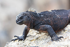 Meerechse (Amblyrhynchus cristatus), Marine iguana, Darwin Bay, Insel Genovesa, Galapagos Inseln