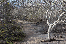 Pfad auf der Insel, Prince Philip´s steps, Darwin Bay, Insel Genovesa, Galapagos Inseln