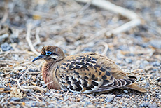 Galapagostaube (Zenaida galapagoensis, Syn. Nesopelia galapagoensis), Galápagos dove, Prince Philip´s steps, Darwin Bay, Insel Genovesa, Galapagos Inseln