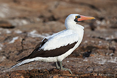 Nazcatölpel (Sula granti), Nazca booby, Prince Philip´s steps, Darwin Bay, Insel Genovesa, Galapagos Inseln