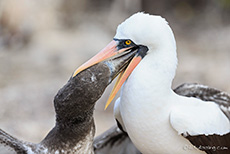 Nazcatölpel (Sula granti), Nazca booby,  beim Füttern, Prince Philip´s steps, Darwin Bay, Insel Genovesa, Galapagos Inseln